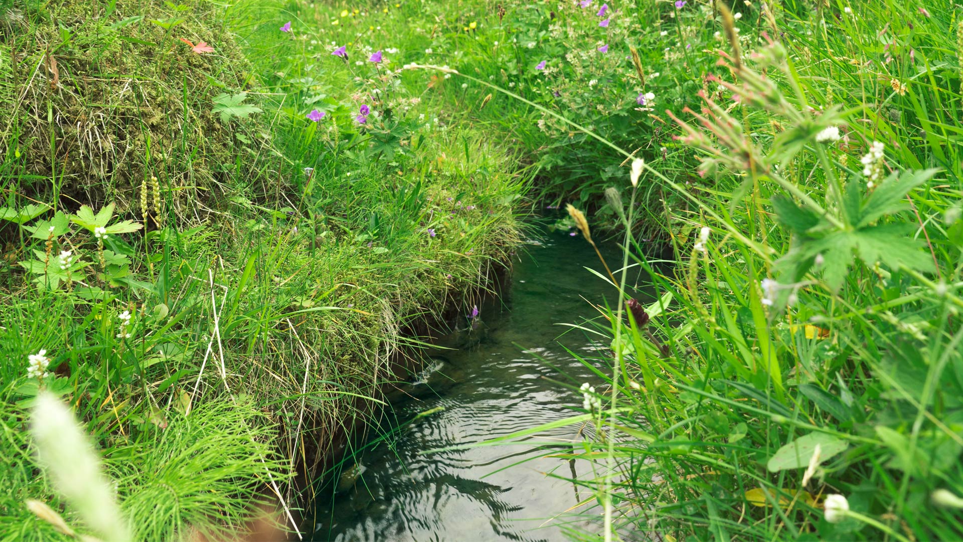 Hrifunes nature park is covered with lush vegetation