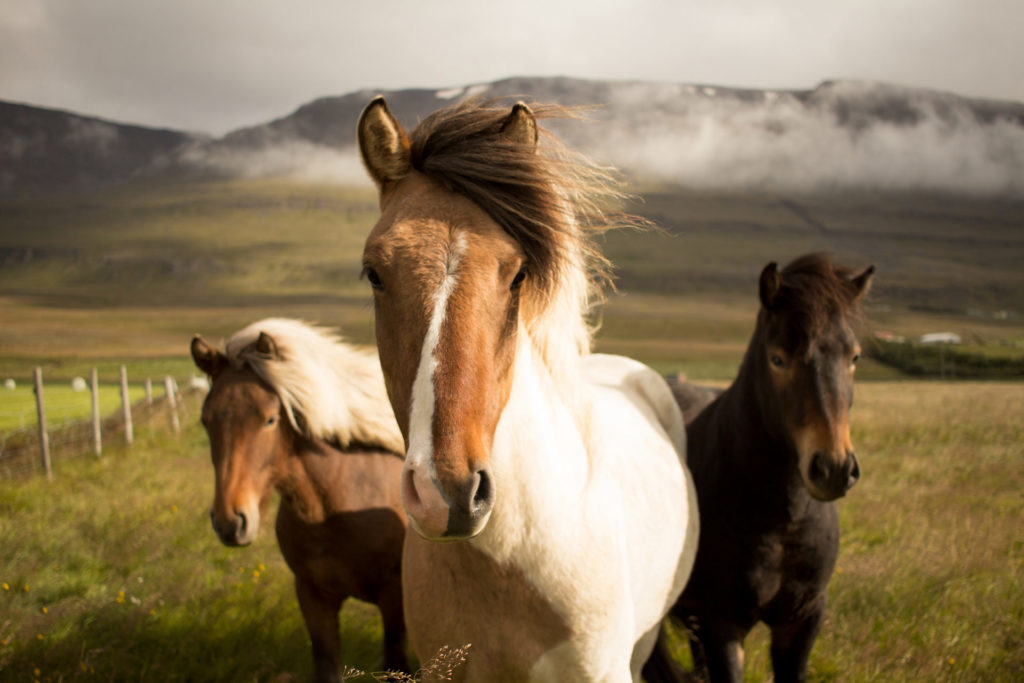 Iceland horses on the way to Hrifunes Nature Park hotel in south iceland